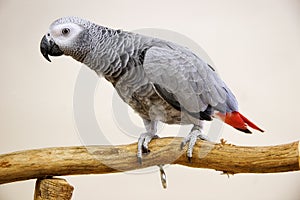 African Grey Parrot