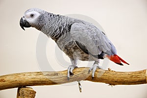 African Grey Parrot img
