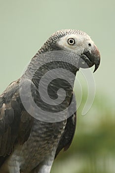 African grey parrot