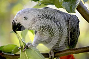 An African Grey Parrot