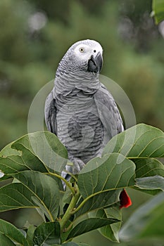 African Grey Parrot
