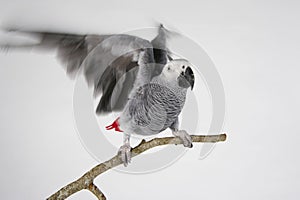 African Grey Parrot