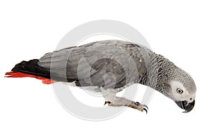 African Grey Parrot