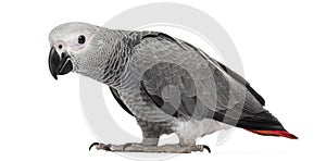 African Grey Parrot (3 months old)