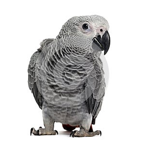 African Grey Parrot (3 months old)