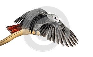 African Grey Parrot (3 months old) perched on a branch and flapping its wings, isolated on white