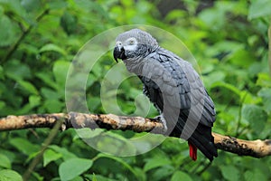 African grey parrot