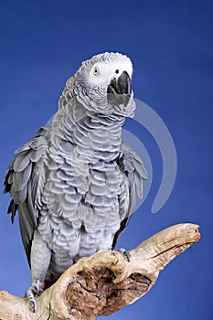 African Grey Parrot