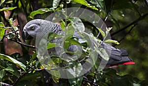 African grey parrot 4