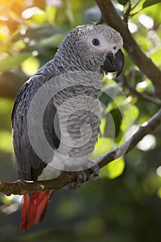 African Grey Parrot