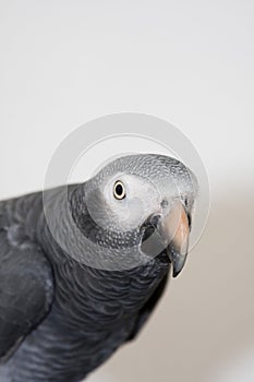 African Grey Parrot