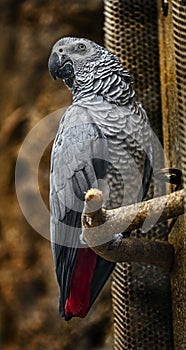 African grey parrot 6