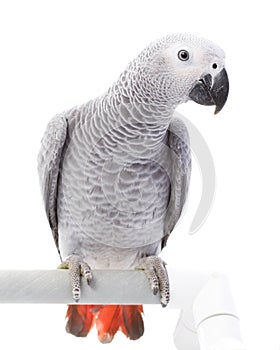 African Grey Parrot