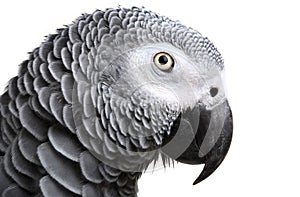 African Grey Parrot