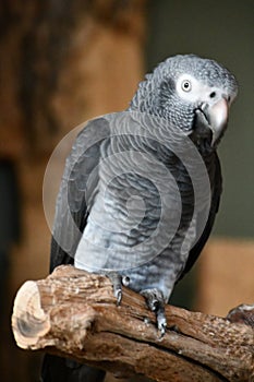 African Grey Parrot