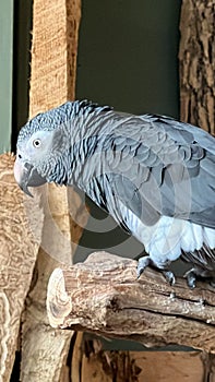 African Grey Parrot