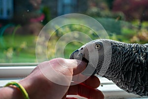 An African Grey Parrot Biting a Person`s Hand