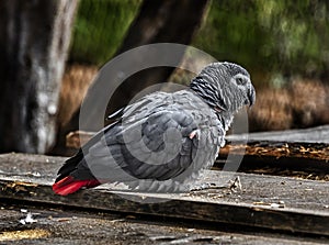 African grey parrot on the board 1