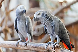 African Grey Parrot