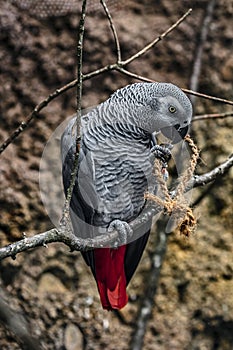 African grey parrot on the branch 4