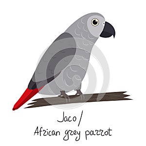 African grey parrot in cartoon style on white background. Psittacus erithacus.