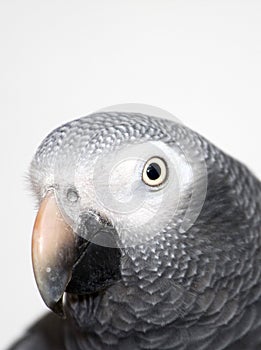 African Grey parrot close-up