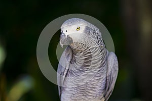 African Grey parrot Close-up