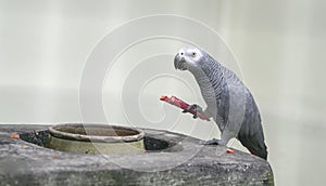 African Grey Parrot eating a red chilly