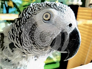 African Grey parrot - female wildlife creature