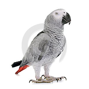 African grey parrot