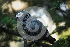 African grey parrot