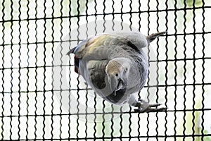 African grey parrot hang on the grill