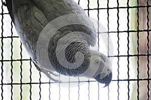 African grey parrot hang on the grill