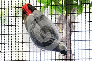 African grey parrot hang on the grill