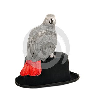 African grey parrot on hat