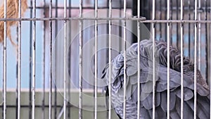 African grey parrot inside cage