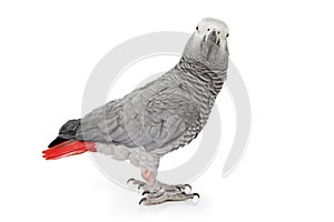 African Grey Parrot Isolated on White