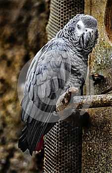 African grey parrot near the nestling house 2