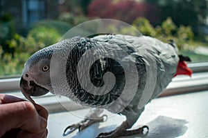 An African Grey Parrot Next to a Person`s Hand