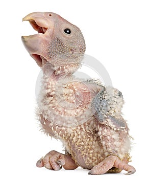 African Grey Parrot, Psittacus erithacus