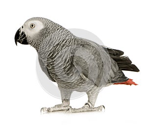 African Grey Parrot - Psittacus erithacus