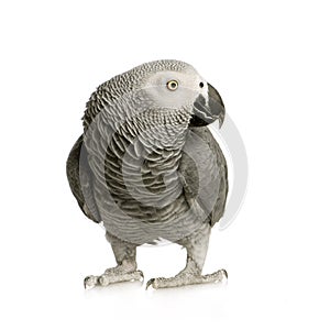 African Grey Parrot - Psittacus erithacus