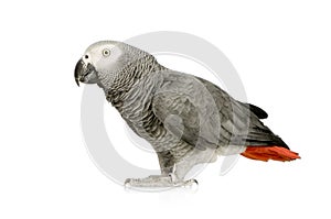 African Grey Parrot - Psittacus erithacus