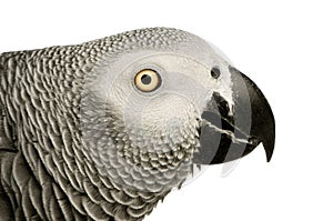 African Grey Parrot - Psittacus erithacus