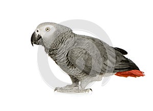 African Grey Parrot - Psittacus erithacus