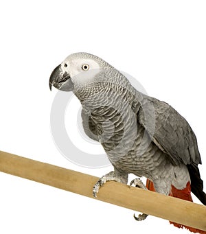 African Grey Parrot - Psittacus erithacus