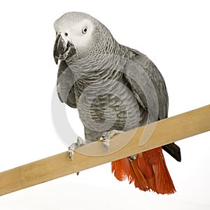 African Grey Parrot - Psittacus erithacus