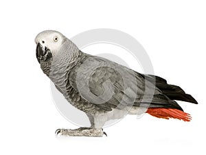 African Grey Parrot - Psittacus erithacus