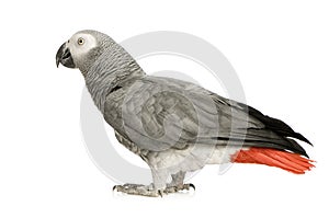 African Grey Parrot - Psittacus erithacus