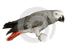 African Grey Parrot - Psittacus erithacus